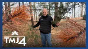 Fungus threatens trees at Sheboygan's Bookworm Gardens, horticulturalist says