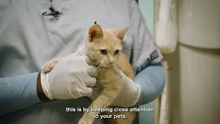 Pet Tips | Animal Pain Awareness Month