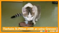 10/09/26_animal_shelter