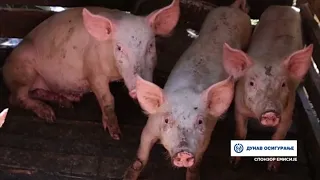 TV Informator  - FARMA SVINJA U BRANESCIMA GORNJIM 18 08 2026
