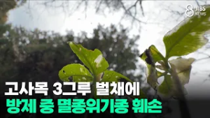 고사목 3그루 벌채에... 방제 중 멸종위기종 훼손/JIBS/제주/2026.03.02