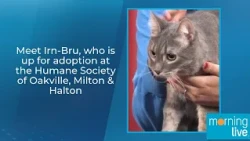 Meet Irn-Bru, who is up for adoption at the Humane Society of Oakville, Milton & Halton