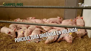 Porcicultura Orgánica en Holanda: Bienestar, Manejo y Éxito 🐖✨- TvAgro por Juan Gonzalo Angel