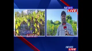 📌বানেধোৱা দেৰগাঁৱত কৃষকৰ হাহাকাৰ