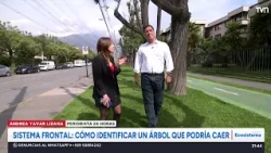 Frontal System: How to identify a tree that might fall | 24 Horas TVN Chile