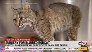 Bobcat trapped in car grill rescued in Adams County