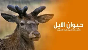حيوان الأيل الكائن الرشيق ذي القرون المتشعبة وهو مخلوق الغابات المتوج بقرونه الأسطورية | كويست عربية