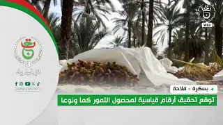 Biskra - Agriculture | Record figures expected for date harvest in both quantity and quality