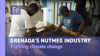 Pushing the nutmeg industry forward