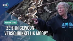 Joany sees mushrooms you probably walk right past || RN7 REGIONAL NEWS