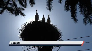 Híradó – 2026.06.30. – Kedd – Sopron TV