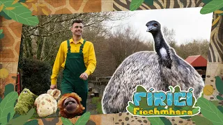 Fíricí Fíochmhara | Éamúnna | Amhrán 🪺