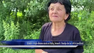 Krimbi i rrënjës dëmton misrin në Maliq, fermerët Humbje deri në 70% të prodhimit