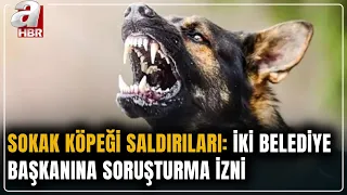Investigation approved following dog attacks! Inquiry launched into a mayor | A Haber