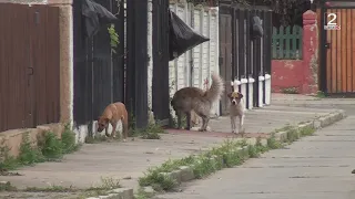28 SEP 2026 Especialista entrega recomendaciones para proteger mascotas ante aumento de parásitos