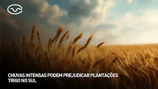 Heavy rains could damage wheat crops in the South