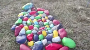 Concejo Municipal exige soluciones ante cierre de cementerio ilegal de mascotas