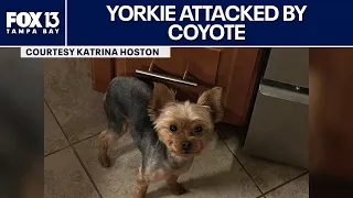 Florida woman fights off coyote to save dog
