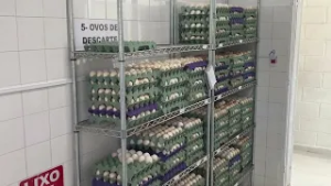 Como regularizar a produção e a comercialização de ovos?