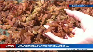 Στα αζήτητα τόνοι κρητικής σταφίδας