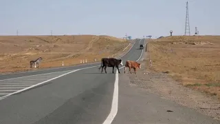 Police heighten safety measures due to livestock on the road