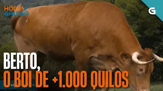 Coñecemos a Berto, un BOI de máis de 1.000 quilos! | HORA GALEGA