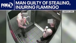 Canadian tourist found guilty of stealing, injuring flamingo | KTVU