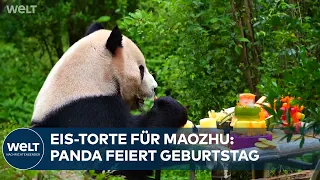 CHINA: Panda Maozhu turns twelve – Kunming Zoo celebrates with ice cake