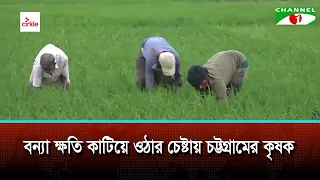 বন্যা ক্ষতি কাটিয়ে ওঠার চেষ্টায় চট্টগ্রামের কৃষক