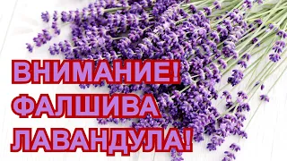 ФРАНЦИЯ Е НАЙ-ГОЛЯМ ПРОИЗВОДИТЕЛ НА ЛАВАНДУЛА - МЕНТЕ!