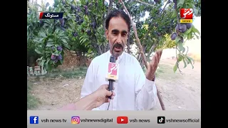 The unique identity of Mastung's green belt, source of employment for many | Vsh News
