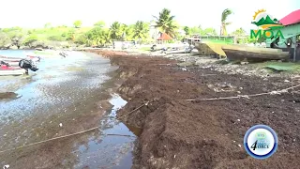 УСТРАНЕНИЕ РЕГИОНАЛЬНОЙ УГРОЗЫ САРГАССУМ В ДУБАЕ