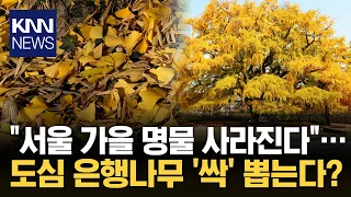 They Dyed Seoul's Streets Yellow… Why 792 Ginkgo Trees Are Disappearing / KNN