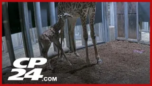 Endangered masai giraffe born at the Toronto Zoo