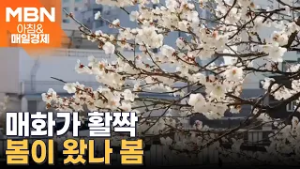 '봄의 전령' 매화 활짝…성큼 다가온 봄 [아침&매일경제]