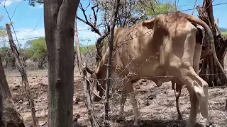 Impact of meteorological drought