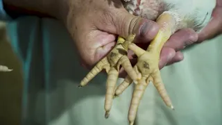 Manejo correto da cama de frango evita lesões nas patas e garante exportação para a Ásia