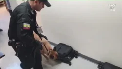 Dogs detected drugs where no one expected them, in cell phone chargers