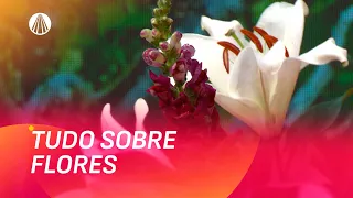 Flores que Encantam: descubra os significados e aprenda a montar seu arranjo | Viva a Tarde