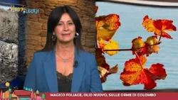A Trip to Liguria: The magic of foliage, new olive oil, and trails in the footsteps of Christophe...