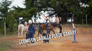 How Can a Horse Heal? The Power of Equine Therapy - TvAgro by Juan Gonzalo Angel