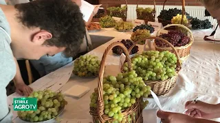 Ștefănești Argeș, “Table Grape” Festival 09/07/2026