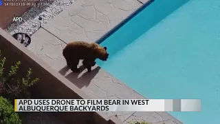 APD uses drone to film bear in Albuquerque yards