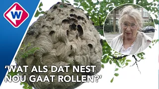Nest hoornaar in boom winkelstraat, wat als korf valt?