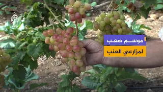 They Only Reach Their Lands for a Few Hours.. The Struggle of Grape Farmers in Hebron