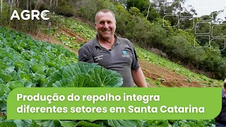 Agro Saúde e Cooperação - Produção de Repolho