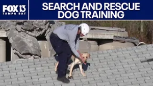 Pasco Fire Rescue works with search and rescue dog