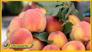 Էս տարի ո՛չ գործարանն է մթերում, ոչ՛ էլ՝ ֆուռն է տանում. գյուղացին մնացել է շիվար