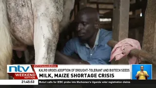 Kenyans face higher maize and milk prices after mazie crop failure in Trans Nzoia County