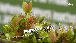 Natural Traps: The Fascinating World of Carnivorous Plants - TvAgro by Juan Gonzalo Angel